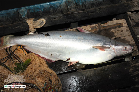 Tranh nhau mua cá bông lau giá nửa triệu đồng/kg - Ảnh 1. Tranh nhau mua cá bông lau giá nửa triệu đồng/kg - Ảnh 1.