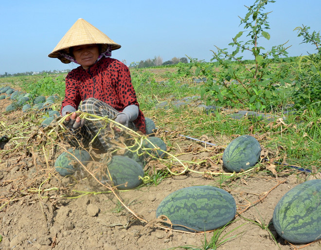 Mùa dưa hấu đắng lại đến - Ảnh 1. Mùa dưa hấu đắng lại đến - Ảnh 1.