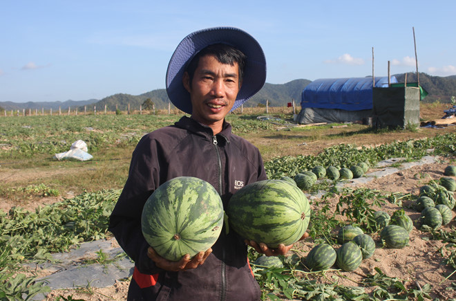 Mùa dưa hấu đắng lại đến - Ảnh 3. Mùa dưa hấu đắng lại đến - Ảnh 3.