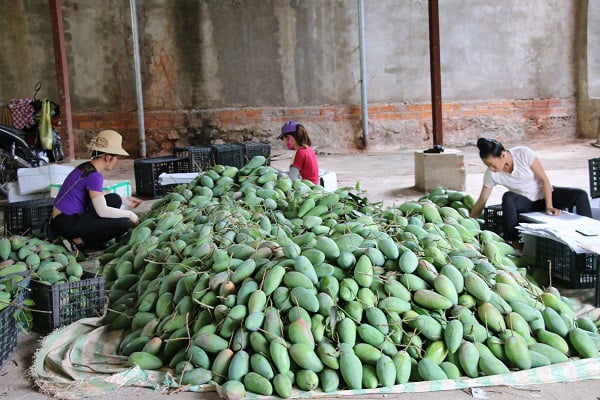 Nông dân Sơn La tích cực tham gia xây dựng nông thôn mới - Ảnh 7. Nông dân Sơn La tích cực tham gia xây dựng nông thôn mới - Ảnh 7.