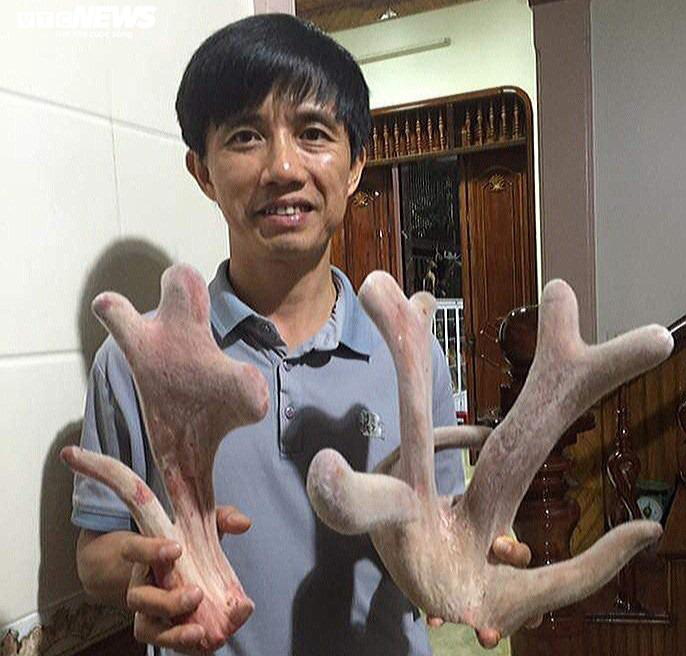 Nhung hươu tăng giá, dân Hà Tĩnh thu lãi hàng trăm triệu đồng - Ảnh 1. Nhung hươu tăng giá, dân Hà Tĩnh thu lãi hàng trăm triệu đồng - Ảnh 1.
