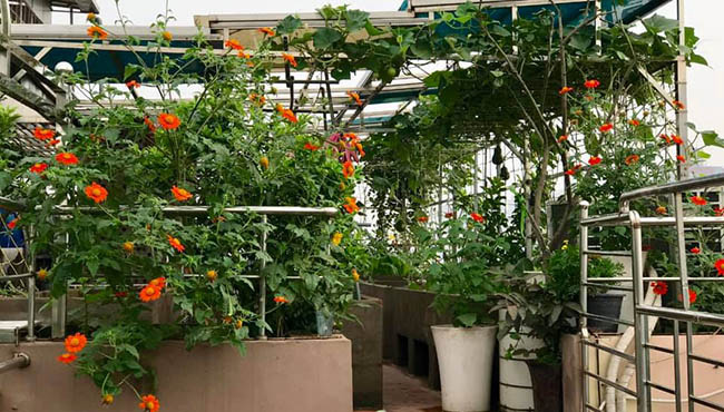 Choáng với trang trại nuôi trồng "thập cẩm" trên nóc nhà giữa Thủ đô - Ảnh 9. Choáng với trang trại nuôi trồng "thập cẩm" trên nóc nhà giữa Thủ đô - Ảnh 9.