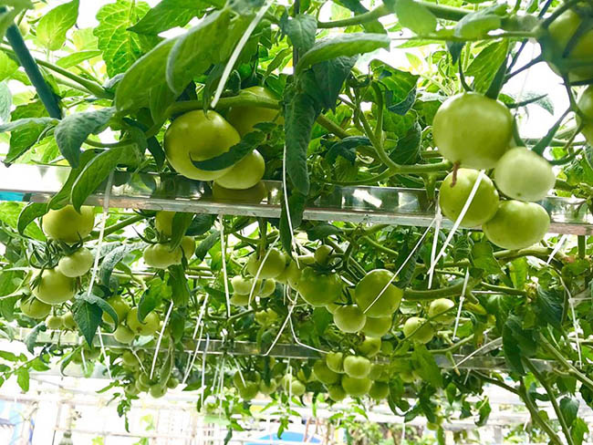 Choáng với trang trại nuôi trồng "thập cẩm" trên nóc nhà giữa Thủ đô - Ảnh 2. Choáng với trang trại nuôi trồng "thập cẩm" trên nóc nhà giữa Thủ đô - Ảnh 2.
