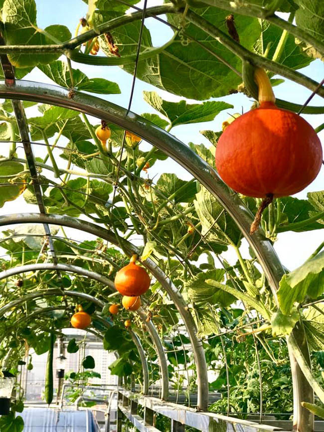 Choáng với trang trại nuôi trồng "thập cẩm" trên nóc nhà giữa Thủ đô - Ảnh 4. Choáng với trang trại nuôi trồng "thập cẩm" trên nóc nhà giữa Thủ đô - Ảnh 4.