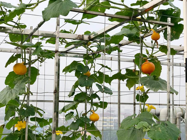 Choáng với trang trại nuôi trồng "thập cẩm" trên nóc nhà giữa Thủ đô - Ảnh 1. Choáng với trang trại nuôi trồng "thập cẩm" trên nóc nhà giữa Thủ đô - Ảnh 1.