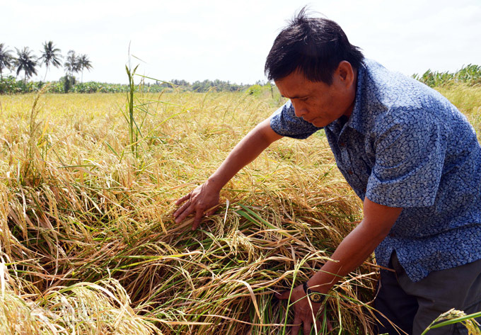 Cà Mau: Kênh nứt nẻ phải thuê xe máy chở lúa đi bán, dân méo mặt - Ảnh 5.