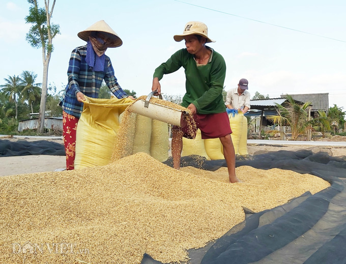 Cà Mau: Kênh nứt nẻ phải thuê xe máy chở lúa đi bán, dân méo mặt - Ảnh 4.