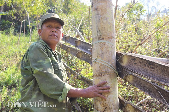 Đi tìm loài tre khổng lồ ví như "báu vật" trên đỉnh núi thiêng Sơn La - Ảnh 5. Đi tìm loài tre khổng lồ ví như "báu vật" trên đỉnh núi thiêng Sơn La - Ảnh 5.