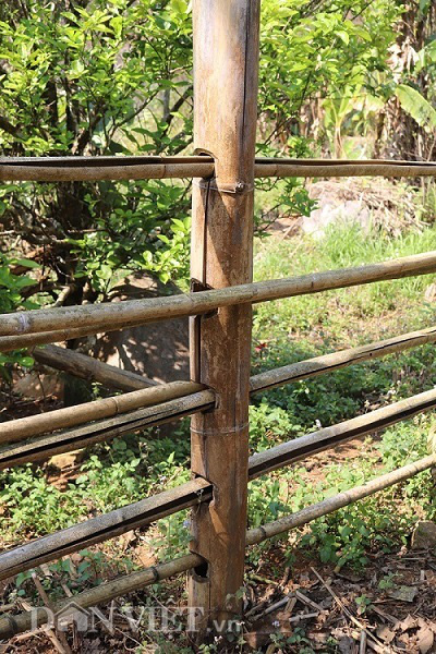 Đi tìm loài tre khổng lồ ví như "báu vật" trên đỉnh núi thiêng Sơn La - Ảnh 6. Đi tìm loài tre khổng lồ ví như "báu vật" trên đỉnh núi thiêng Sơn La - Ảnh 6.