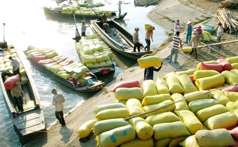Giá lúa "lập đỉnh" dù bị hạn mặn xâm lấn - Ảnh 1. Giá lúa "lập đỉnh" dù bị hạn mặn xâm lấn - Ảnh 1.