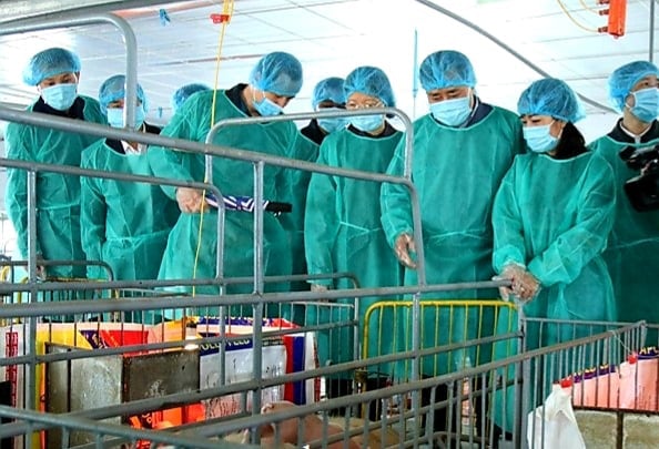 Lạng Sơn: Quan tâm đầu tư phát triển các mô hình HTX nông nghiệp, chăn nuôi - Ảnh 1. Lạng Sơn: Quan tâm đầu tư phát triển các mô hình HTX nông nghiệp, chăn nuôi - Ảnh 1.