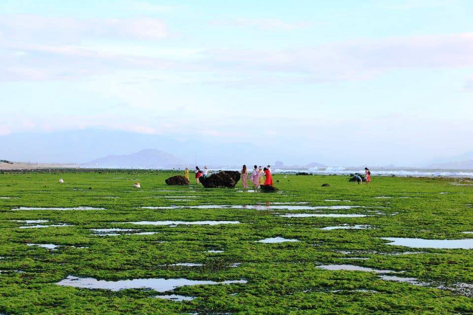 Ninh Thuận: Cánh đồng rêu cực lạ, chỉ xuất hiện 2 lần trong ngày - Ảnh 3. Ninh Thuận: Cánh đồng rêu cực lạ, chỉ xuất hiện 2 lần trong ngày - Ảnh 3.