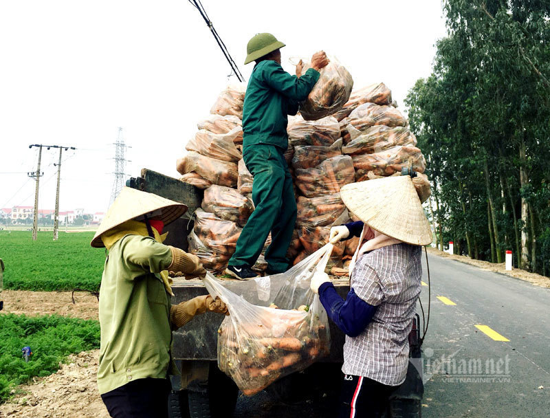 Nông dân kể chuyện chia nhau 100 tỷ trên cánh đồng rực đỏ - Ảnh 3. Nông dân kể chuyện chia nhau 100 tỷ trên cánh đồng rực đỏ - Ảnh 3.