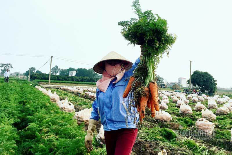 Nông dân kể chuyện chia nhau 100 tỷ trên cánh đồng rực đỏ - Ảnh 1. Nông dân kể chuyện chia nhau 100 tỷ trên cánh đồng rực đỏ - Ảnh 1.