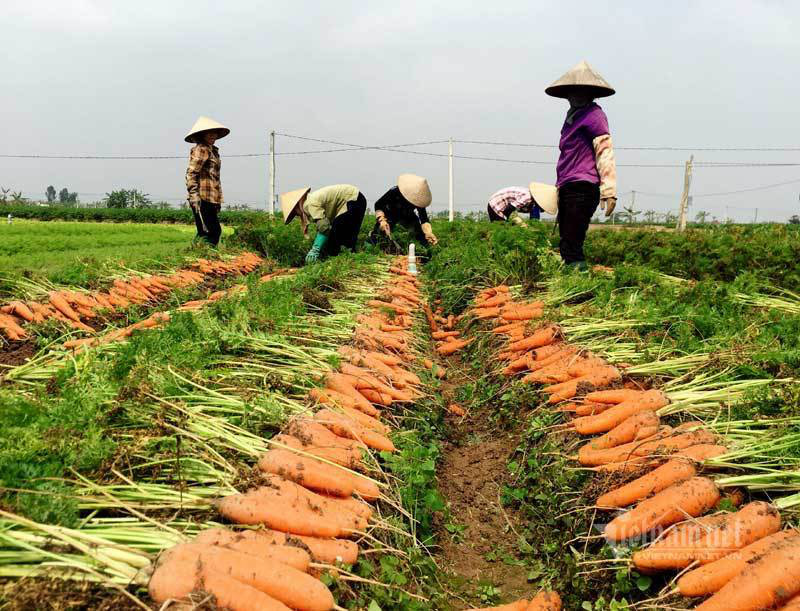 Nông dân kể chuyện chia nhau 100 tỷ trên cánh đồng rực đỏ - Ảnh 2. Nông dân kể chuyện chia nhau 100 tỷ trên cánh đồng rực đỏ - Ảnh 2.
