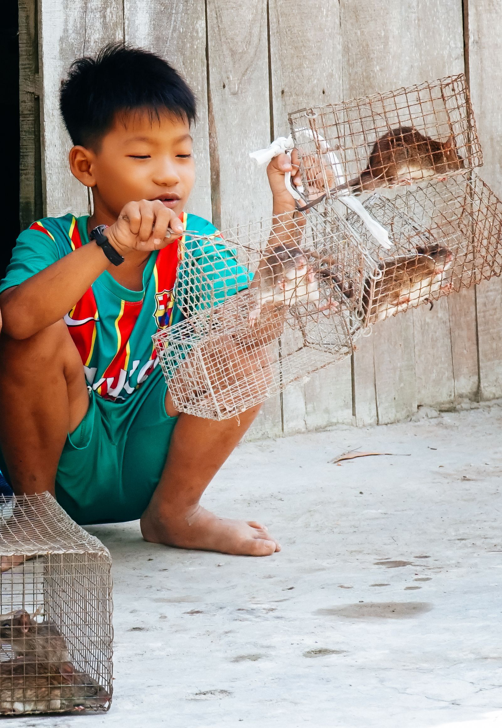 Theo chân cha con anh Chuột săn bắt chuột trên "Đồng Chó Ngáp" - Ảnh 5. Theo chân cha con anh Chuột săn bắt chuột trên "Đồng Chó Ngáp" - Ảnh 5.