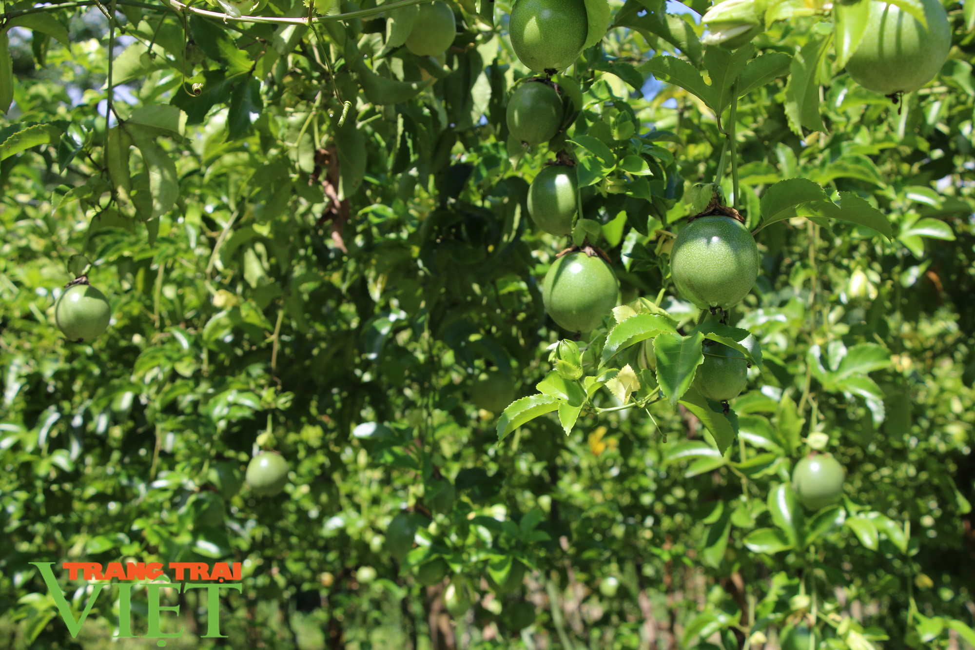 Sốp Cộp thực hiện giải pháp xây dựng xã nông thôn mới nâng cao - Ảnh 3. Sốp Cộp thực hiện giải pháp xây dựng xã nông thôn mới nâng cao - Ảnh 3.