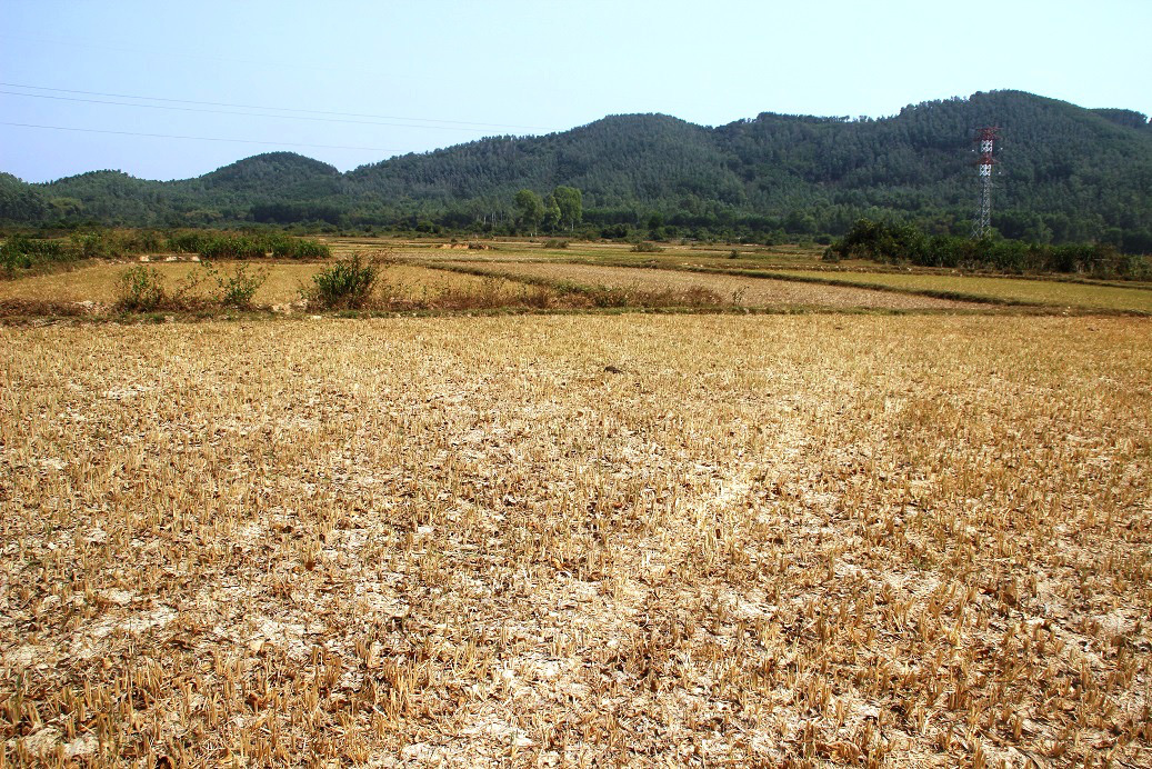 Bình Định:  Ruộng khô, đồng cháy, lúa thì con gái tắc đòng vì hạn hán - Ảnh 1.