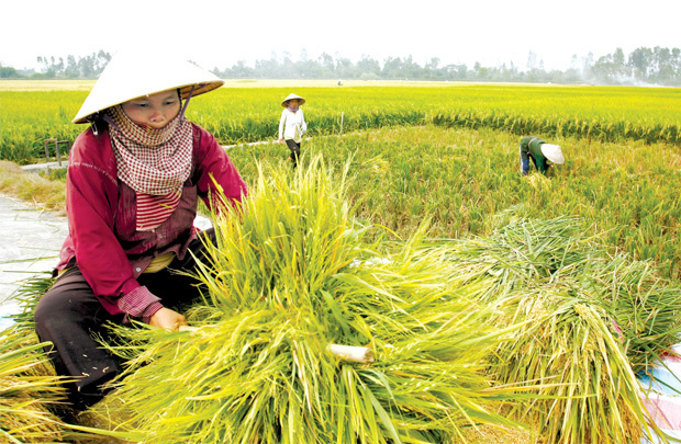 Năng lực sản xuất gạo của Việt Nam hiện tại ra sao? - Ảnh 2. Năng lực sản xuất gạo của Việt Nam hiện tại ra sao? - Ảnh 2.