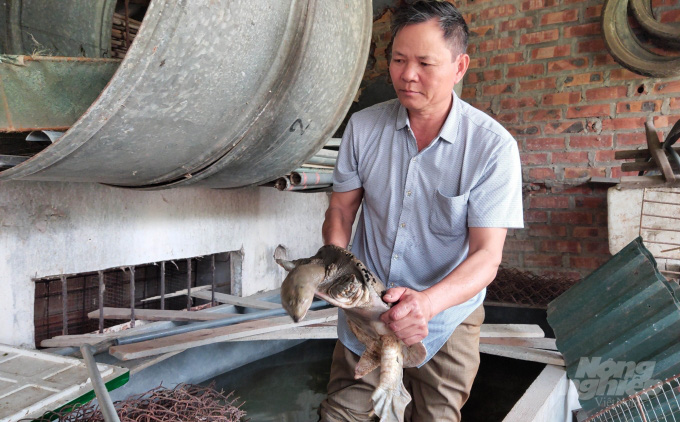 Dịch Covid-19 làm khổ người nuôi ba ba - Ảnh 2. Dịch Covid-19 làm khổ người nuôi ba ba - Ảnh 2.