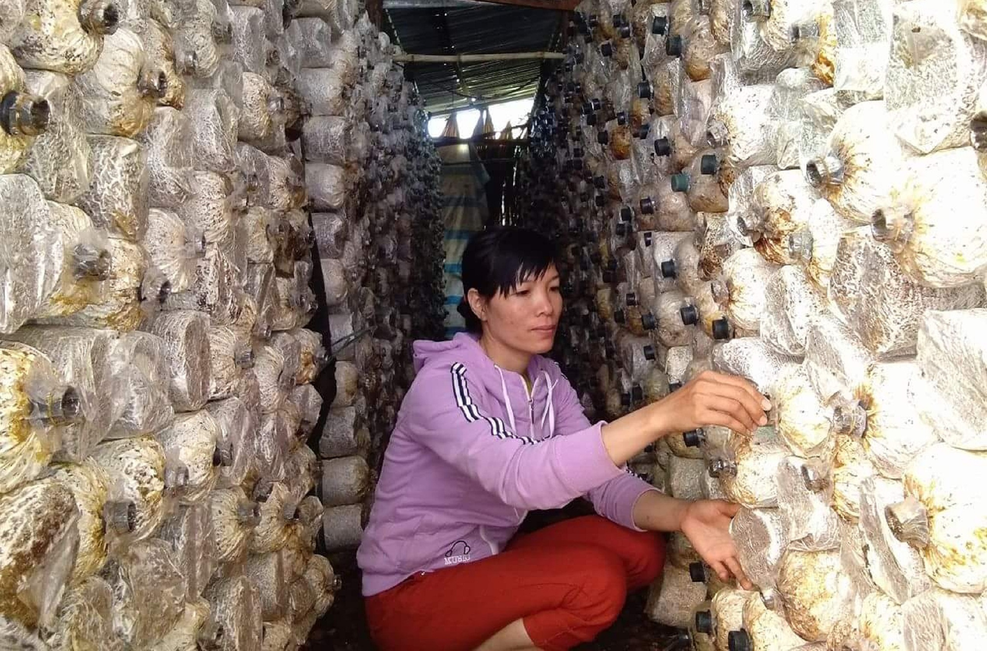 Thoát nghèo nhờ học trồng nấm qua mạng - Ảnh 1. Thoát nghèo nhờ học trồng nấm qua mạng - Ảnh 1.