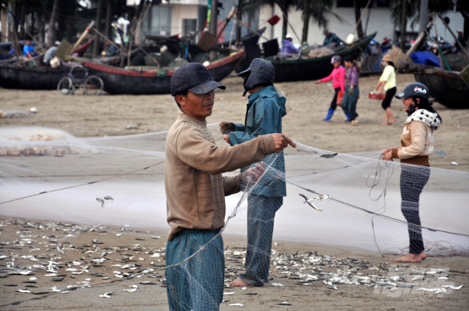 Được mùa cá trích, ngư dân xứ Thanh kiếm tiền triệu mỗi ngày - Ảnh 3. Được mùa cá trích, ngư dân xứ Thanh kiếm tiền triệu mỗi ngày - Ảnh 3.