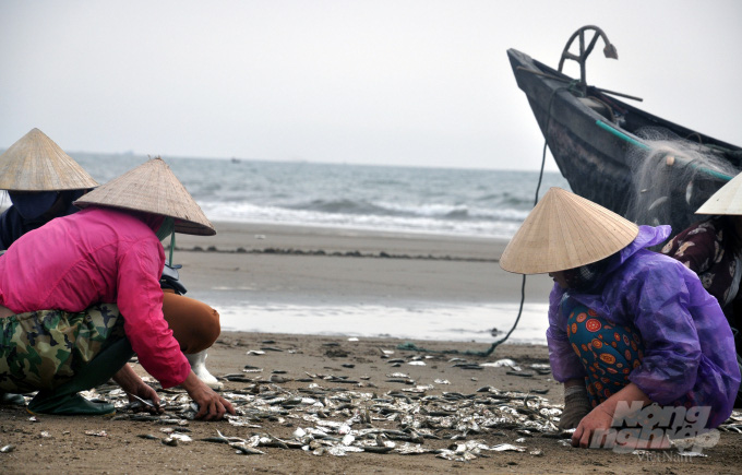 Được mùa cá trích, ngư dân xứ Thanh kiếm tiền triệu mỗi ngày - Ảnh 5. Được mùa cá trích, ngư dân xứ Thanh kiếm tiền triệu mỗi ngày - Ảnh 5.