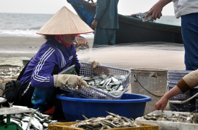 Được mùa cá trích, ngư dân xứ Thanh kiếm tiền triệu mỗi ngày - Ảnh 7. Được mùa cá trích, ngư dân xứ Thanh kiếm tiền triệu mỗi ngày - Ảnh 7.