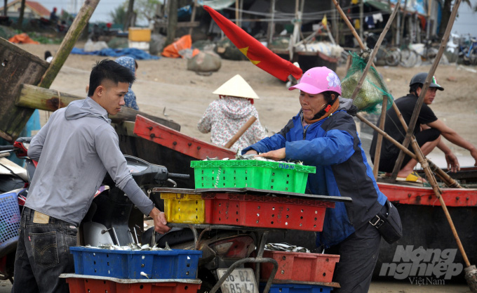 Được mùa cá trích, ngư dân xứ Thanh kiếm tiền triệu mỗi ngày - Ảnh 8. Được mùa cá trích, ngư dân xứ Thanh kiếm tiền triệu mỗi ngày - Ảnh 8.