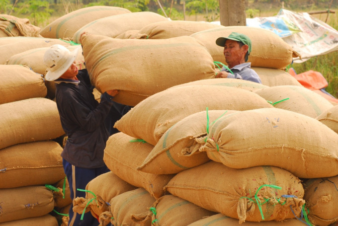 Thị trường lúa gạo sôi động trở lại - Ảnh 3. Thị trường lúa gạo sôi động trở lại - Ảnh 3.