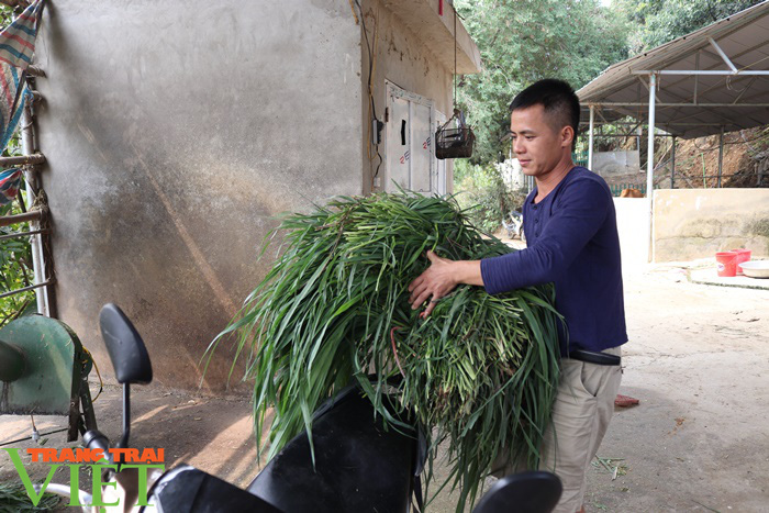 Đồng vốn Agribank tiếp sức, nông dân Phù Yên trở thành triệu phú - Ảnh 2.