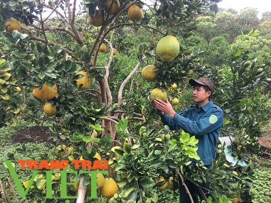 Mộc Châu ứng dụng công nghệ cao vào sản xuất nông nghiệp - Ảnh 1.