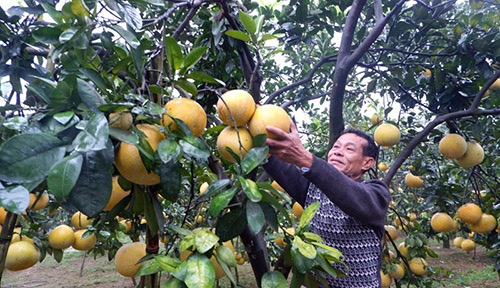 &quot;Bí kíp&quot; chăm sóc bưởi Diễn ra hoa nhiều, đậu quả sai lại thơm ngọt - Ảnh 2.