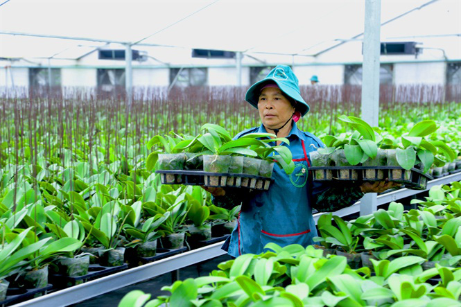 Chỉ 2ha nhà kính, lãi 7 tỷ đồng/năm nhờ lan Hồ Điệp - Ảnh 2. Chỉ 2ha nhà kính, lãi 7 tỷ đồng/năm nhờ lan Hồ Điệp - Ảnh 2.