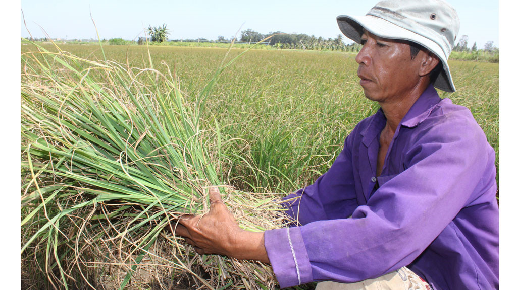 Lúa cháy khô, cây trái héo rũ vì hạn, mặn - Ảnh 1. Lúa cháy khô, cây trái héo rũ vì hạn, mặn - Ảnh 1.