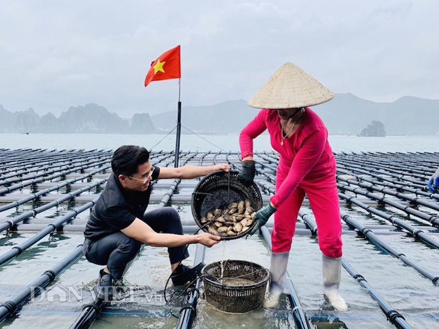 Dịch Covid-19: Quảng Ninh kêu gọi TKV tiêu thụ ngao, hàu cho ngư dân - Ảnh 5.