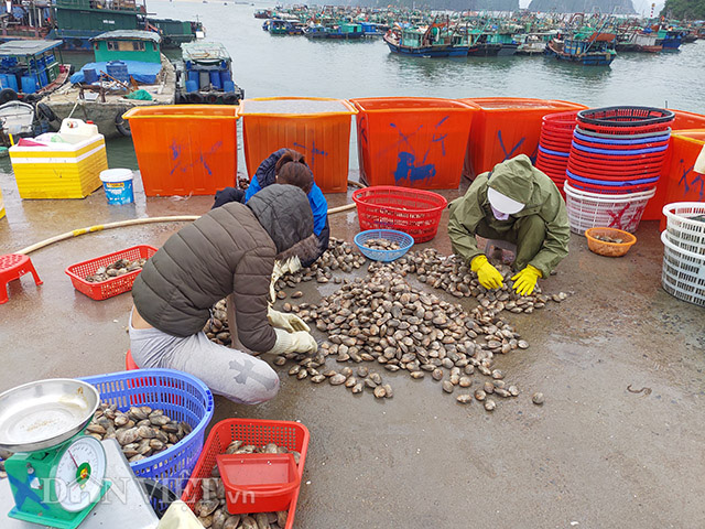 Dịch Covid-19: Quảng Ninh kêu gọi TKV tiêu thụ ngao, hàu cho ngư dân - Ảnh 1.