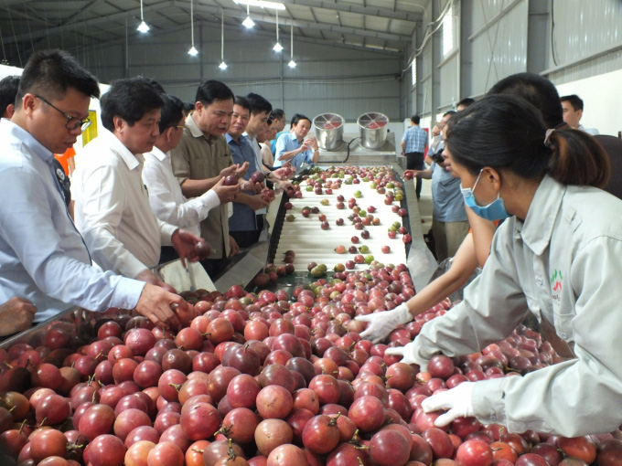 Trung Quốc sẽ 'càn quét' hết chanh leo Việt Nam sau Covid-19 - Ảnh 1. Trung Quốc sẽ 'càn quét' hết chanh leo Việt Nam sau Covid-19 - Ảnh 1.