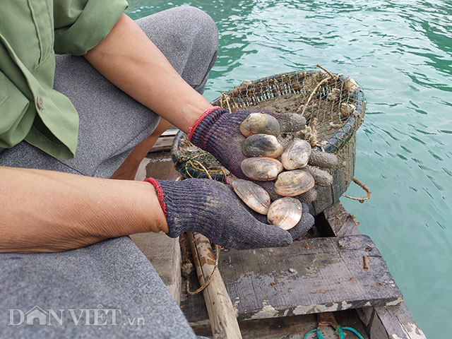 Dịch Covid-19: Quảng Ninh kêu gọi TKV tiêu thụ ngao, hàu cho ngư dân - Ảnh 2.