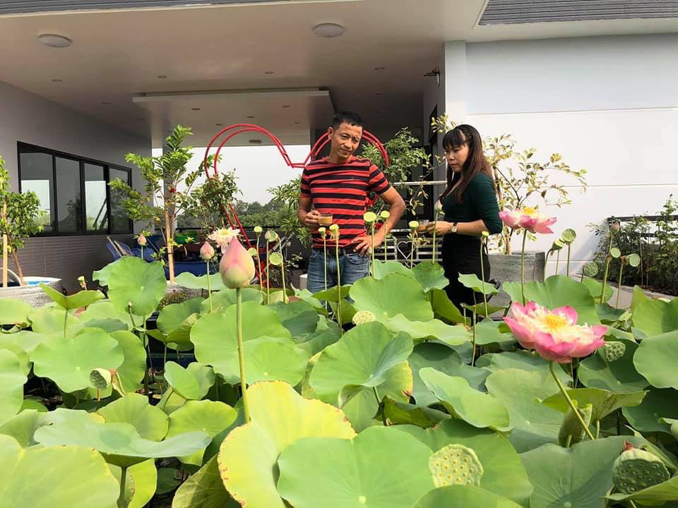 Hồ sen trên sân thượng ai ngắm cũng mê của ông bố 4 con - Ảnh 4. Hồ sen trên sân thượng ai ngắm cũng mê của ông bố 4 con - Ảnh 4.