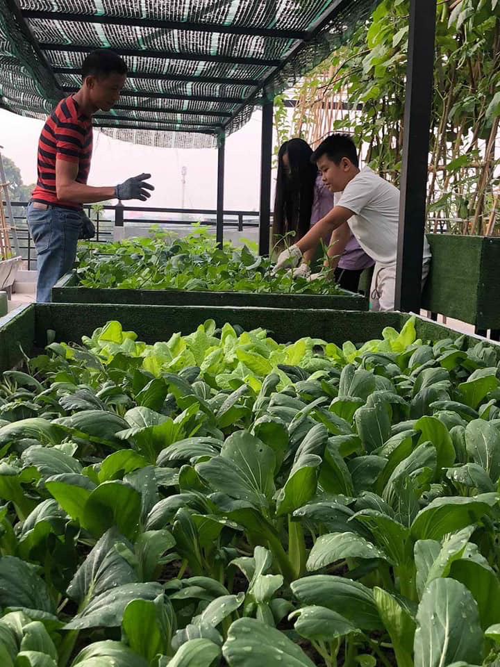 Hồ sen trên sân thượng ai ngắm cũng mê của ông bố 4 con - Ảnh 5. Hồ sen trên sân thượng ai ngắm cũng mê của ông bố 4 con - Ảnh 5.