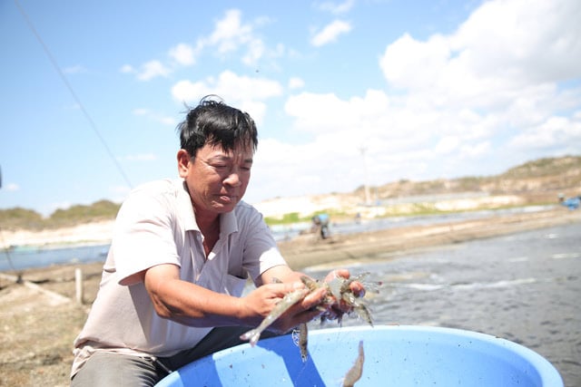 Cơ hội nào cho ngành tôm trước dịch Covid-19 - Ảnh 1. Cơ hội nào cho ngành tôm trước dịch Covid-19 - Ảnh 1.