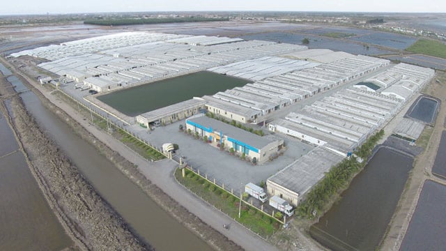 Cơ hội nào cho ngành tôm trước dịch Covid-19 - Ảnh 3. Cơ hội nào cho ngành tôm trước dịch Covid-19 - Ảnh 3.