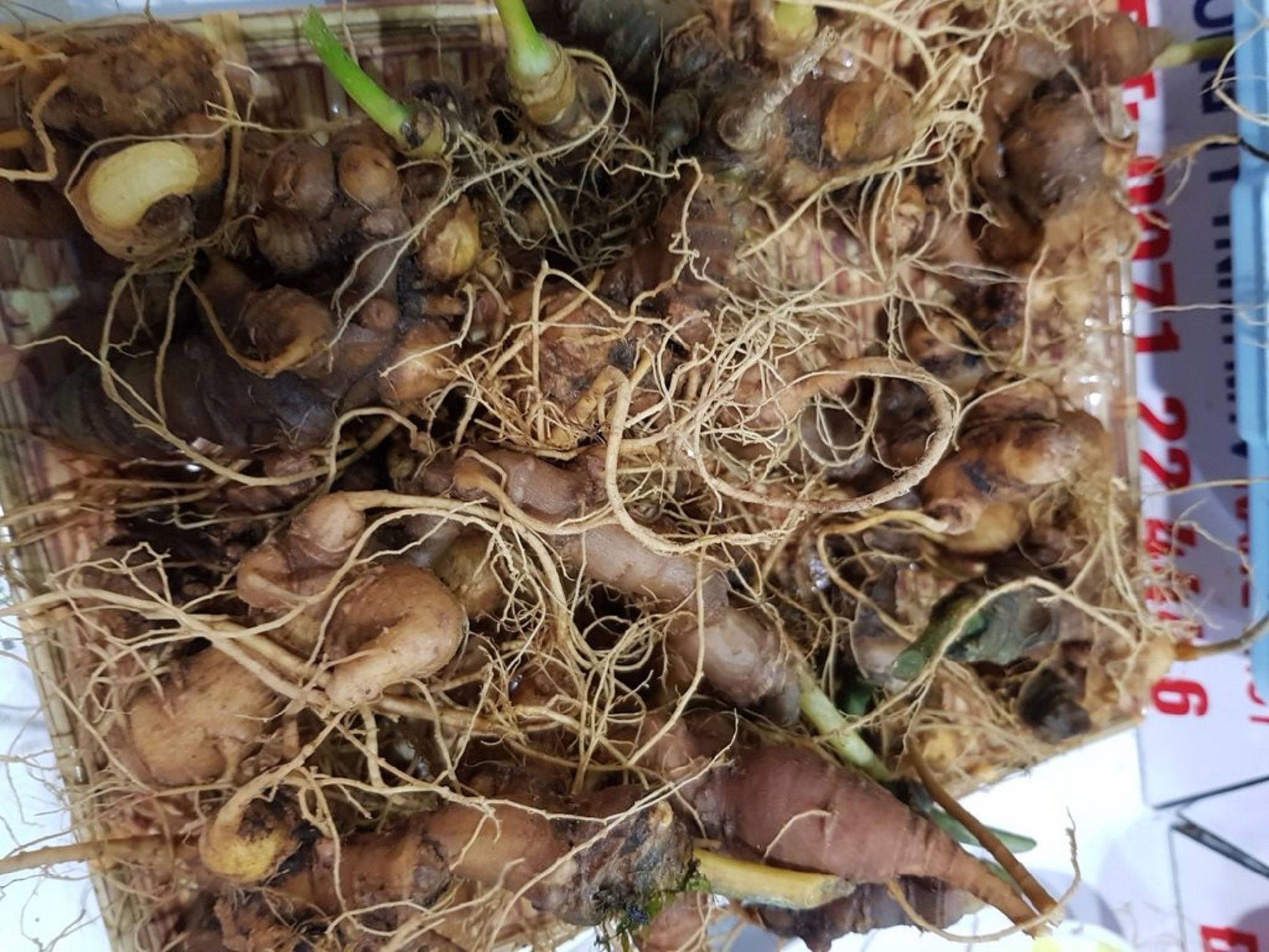Chợ sâm bạc tỷ dừng bán online vào giờ chót vì dịch Covid-19 - Ảnh 1. Chợ sâm bạc tỷ dừng bán online vào giờ chót vì dịch Covid-19 - Ảnh 1.