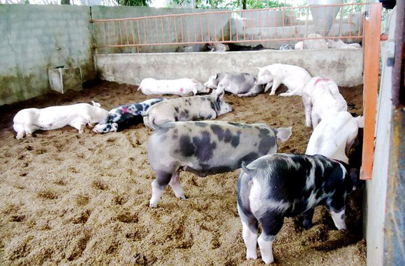 Giá heo hơi hôm nay 11/4: Rời mốc 82.000 đồng/kg - Ảnh 1. Giá heo hơi hôm nay 11/4: Rời mốc 82.000 đồng/kg - Ảnh 1.