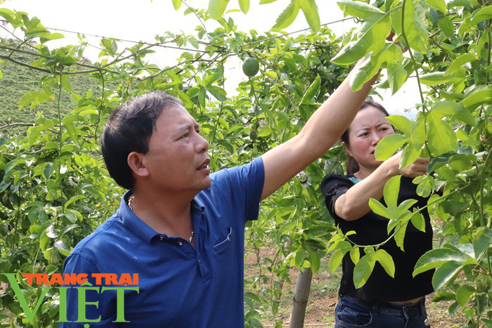 Liên kết trồng chanh leo, nông dân Sơn La lãi trăm triệu mỗi năm - Ảnh 2.