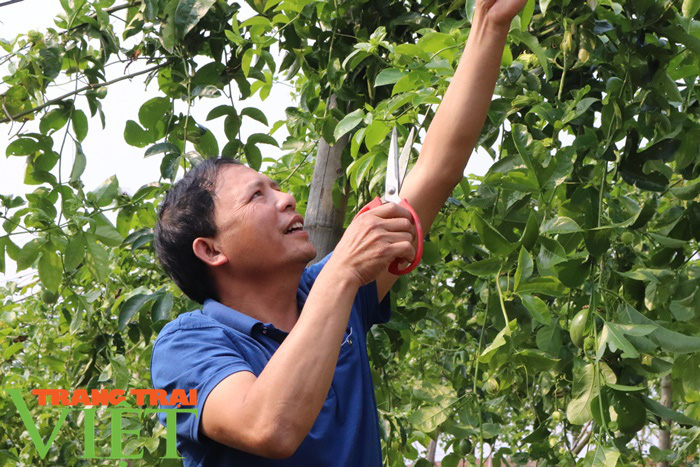 Liên kết trồng chanh leo, nông dân Sơn La lãi trăm triệu mỗi năm - Ảnh 1.