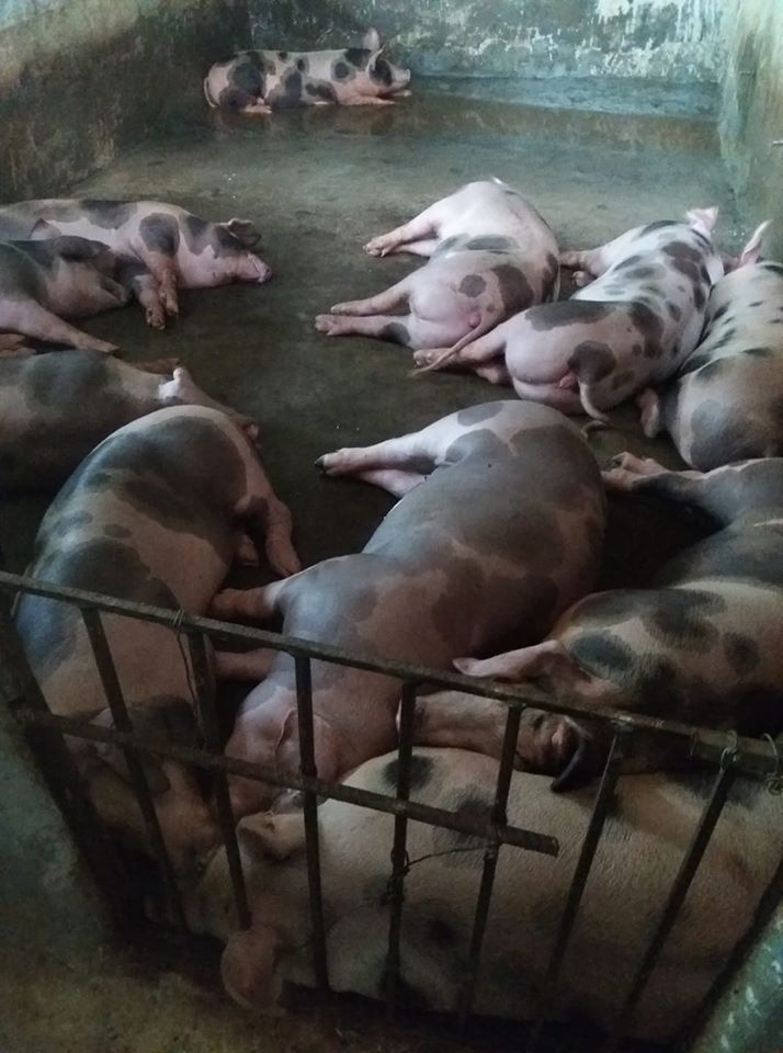 Giá heo hơi hôm nay 14/4: "Không thể tin nổi, giá heo hơi có thể vọt tới 92.000 đồng/kg" - Ảnh 1. Giá heo hơi hôm nay 14/4: "Không thể tin nổi, giá heo hơi có thể vọt tới 92.000 đồng/kg" - Ảnh 1.