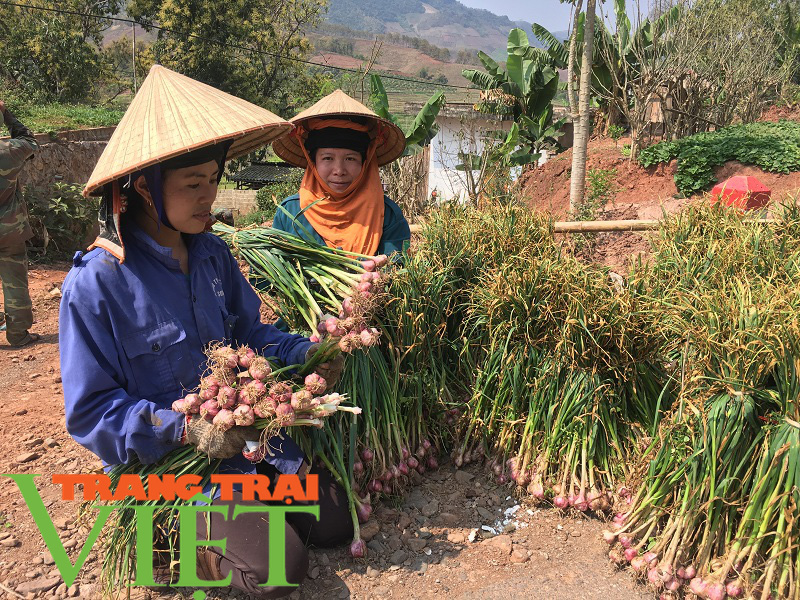 Yên Châu giúp nông dân làm giàu - Ảnh 7.