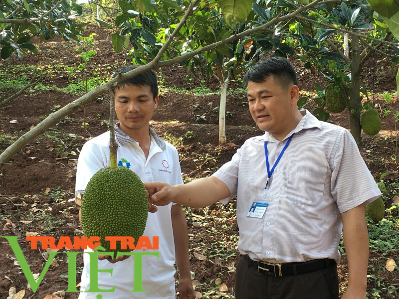 Yên Châu giúp nông dân làm giàu - Ảnh 1.